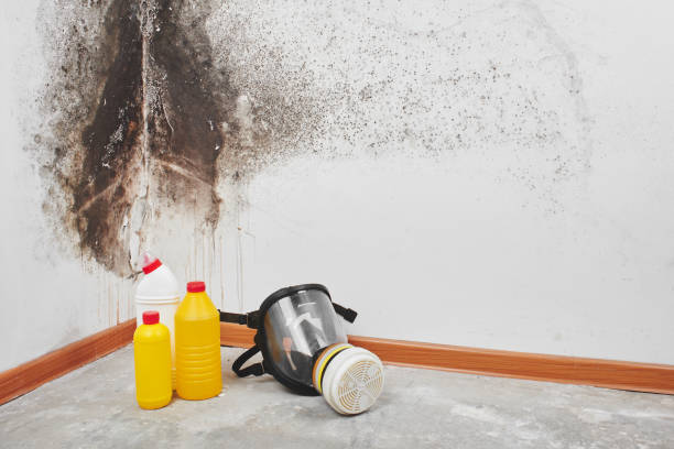 Best HVAC Mold Remediation in Key Center, WA