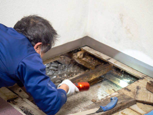 Best DIY Mold Remediation Support Services in Key Center, WA