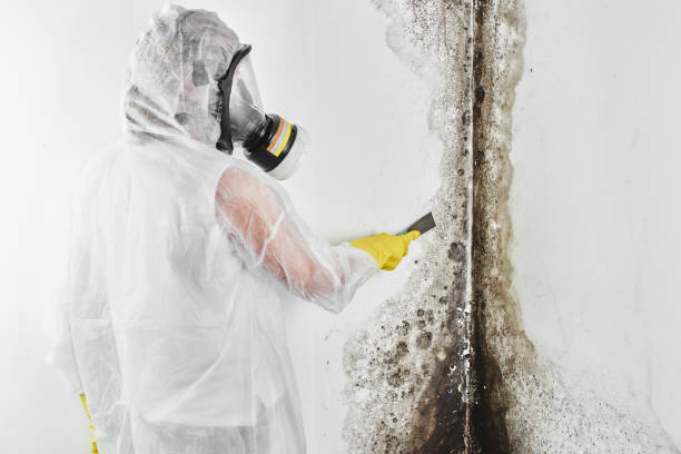 Best Emergency Mold Remediation in Key Center, WA