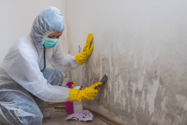 Best Black Mold Remediation in Key Center, WA