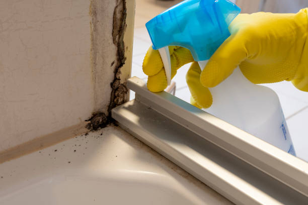 Best Post-Flood Mold Remediation in Key Center, WA