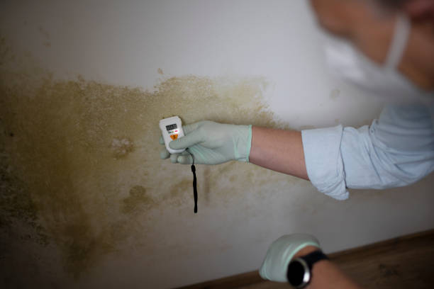Reliable Key Center, WA Mold Remediation Solutions