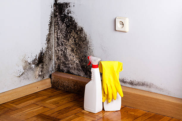 Best Post-Remediation Services in Key Center, WA