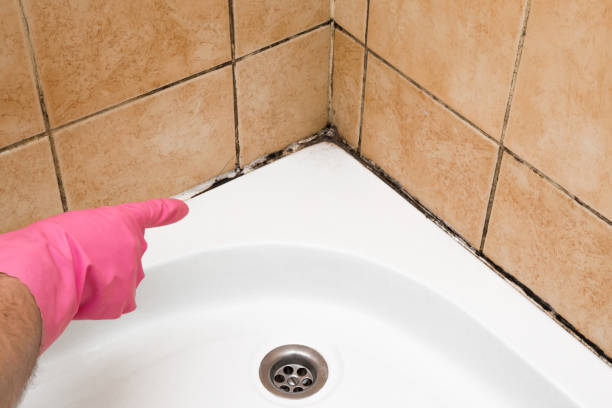 Best Residential Mold Remediation in Key Center, WA